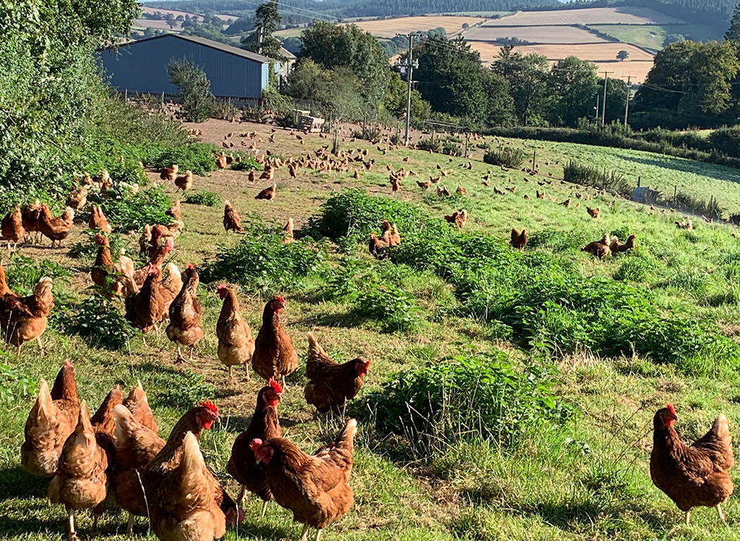 About Clun Farm Eggs